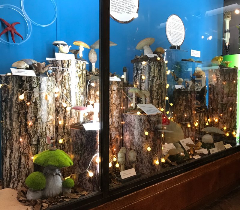 Completed installation of educational museum exhibit in window display by Impression, Bolton